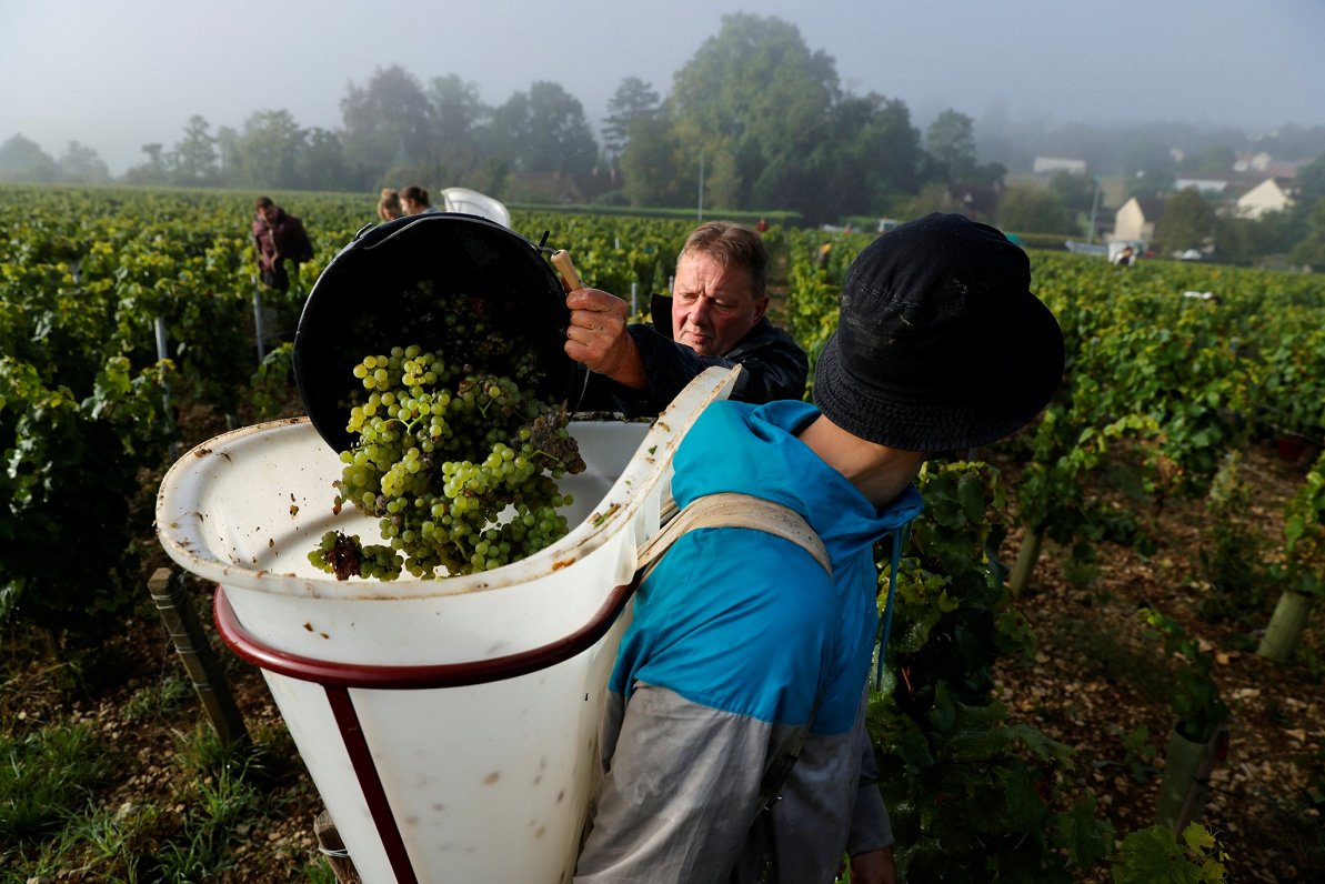 Vīnogu novākšana Francijā