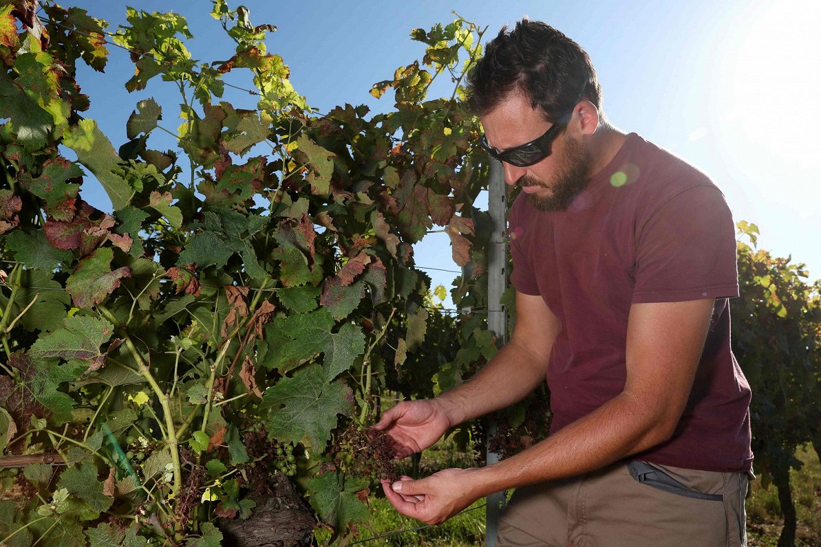 Francijas vīnogu audzētājs aplūko bojātos stādus