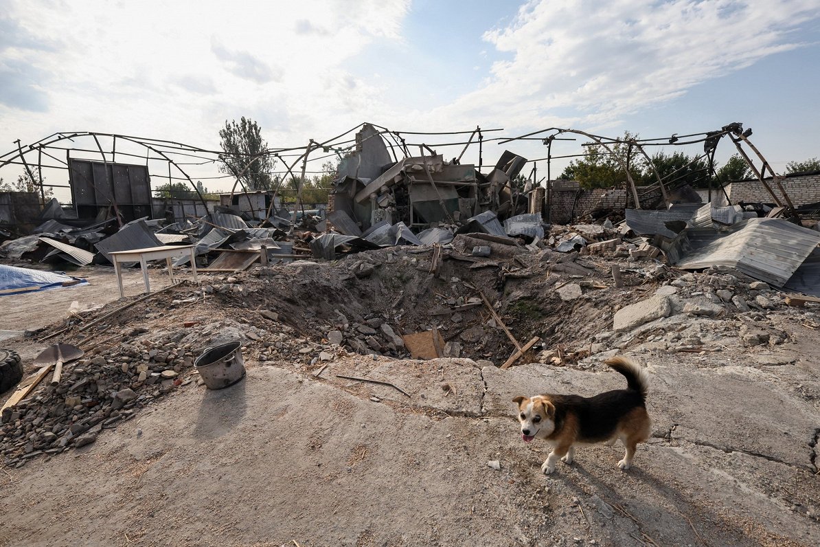 Собака возле разрушенной фермы. Украина, Запорожская область.  14.09.2023