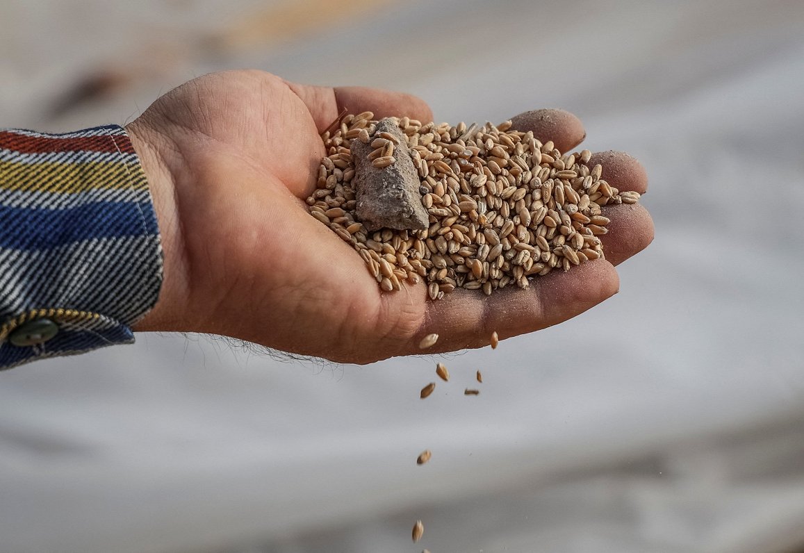 Ilustratīvs attēls: ukraiņu zemnieks atrāda graudus, kas cietuši Krievijas uzbrukumā to noliktavām