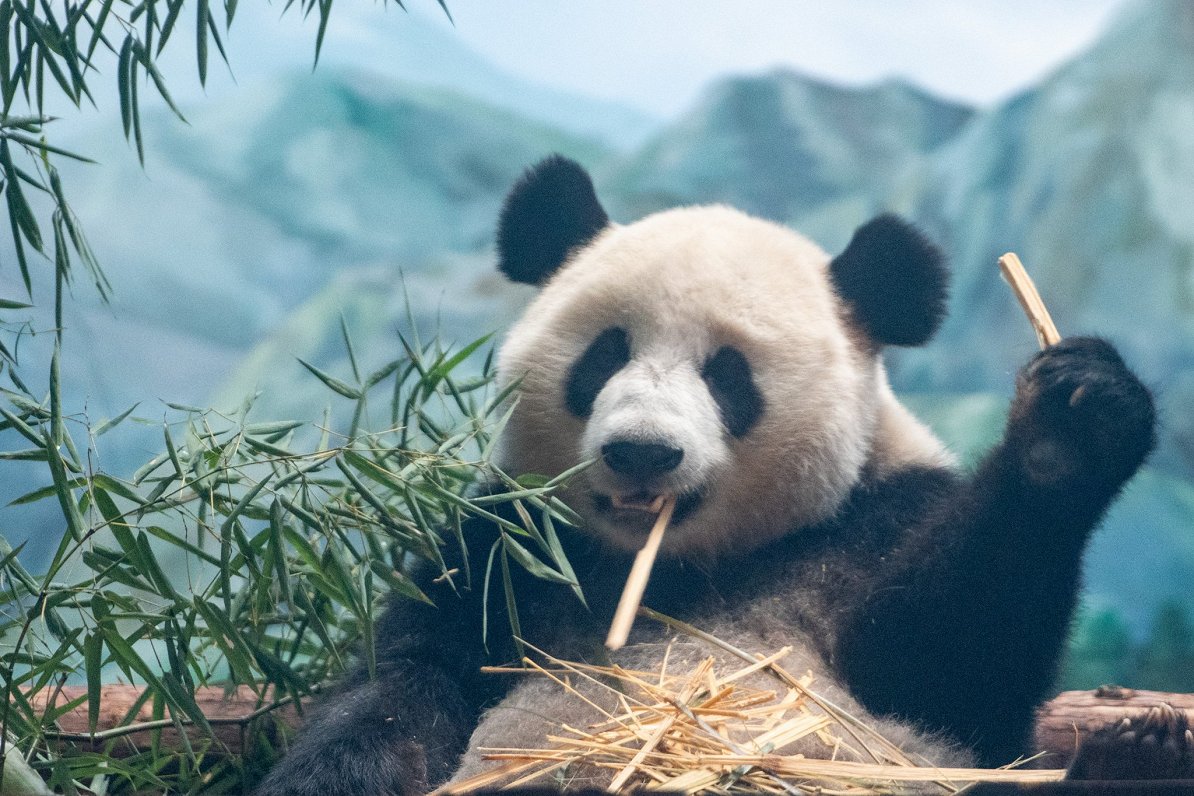 Lielā panda Menma Uhaņas zooloģiskajā dārzā, Ķīnā