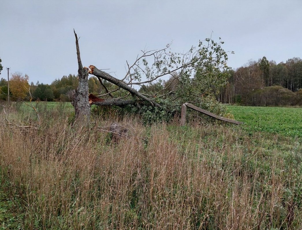 Vēja lauzto koku bojātās elektrolīnijas, 2023.gada oktobris