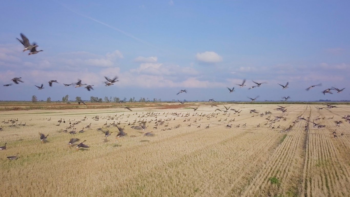 Налет диких гусей на поле. Иллюстрация