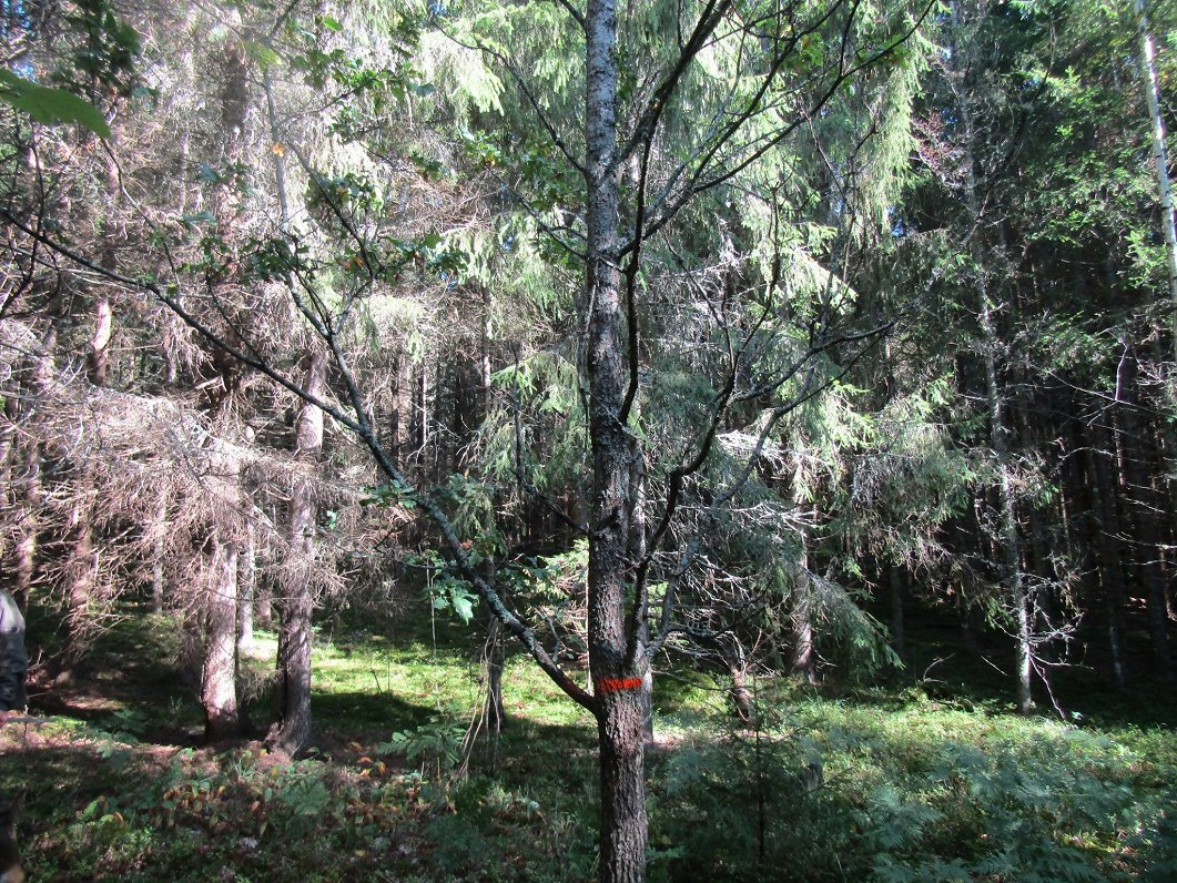 Marķētais koks Obiteļa mežā.