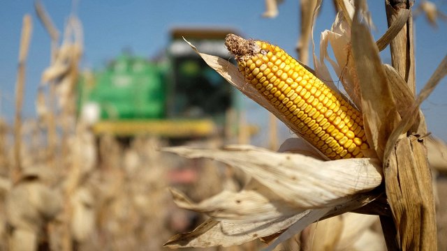Latvija izvirzījusies līderpozīcijās Krievijas graudu importa jomā, galvenokārt importē kukurūzu