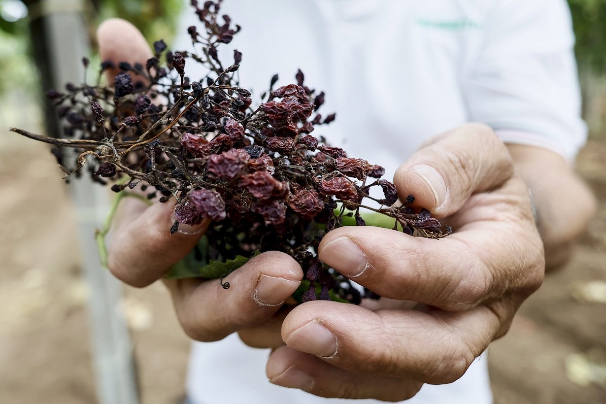 Itālijas lauksaimnieks ar vīnogām, kas bojātas nelabvēlīgo laikapstākļu dēļ