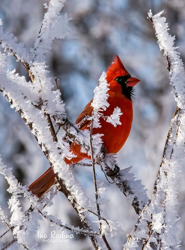 Kardināls ziemā Ontario parkā.