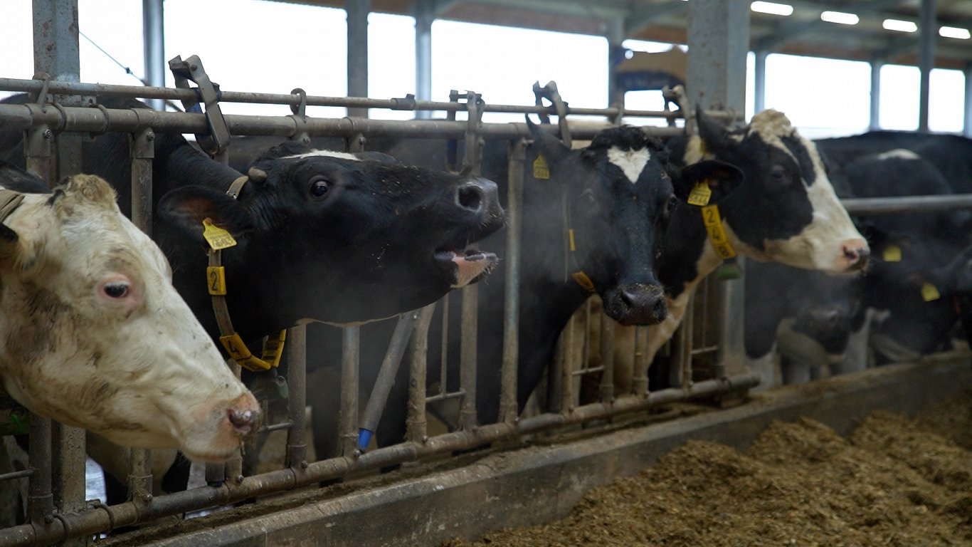 Pērn Latvijā tika iznīcinātas vairāk nekā 1000 piena lopkopības saimniecības / Raksts
