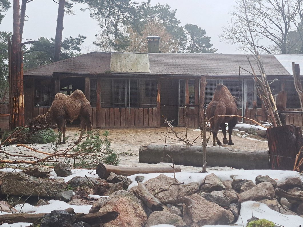 Rīgas Zooloģiskā dārza kamieļu aploks
