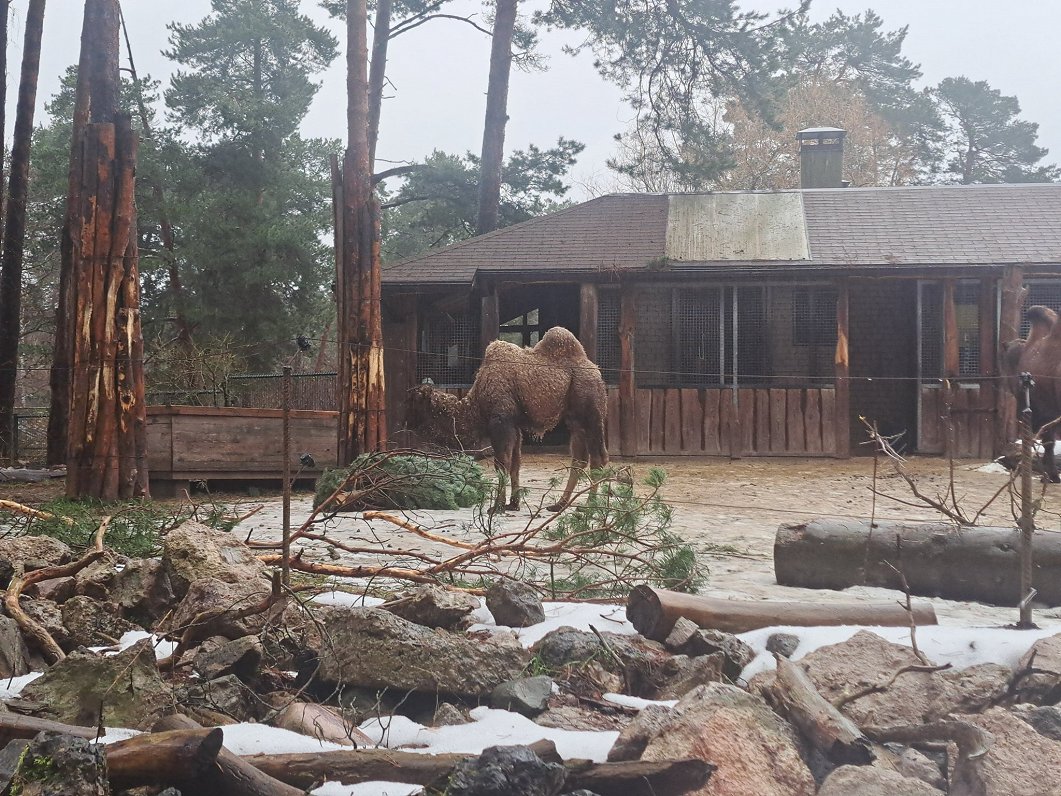Rīgas Zooloģiskā dārza kamieļu aploks
