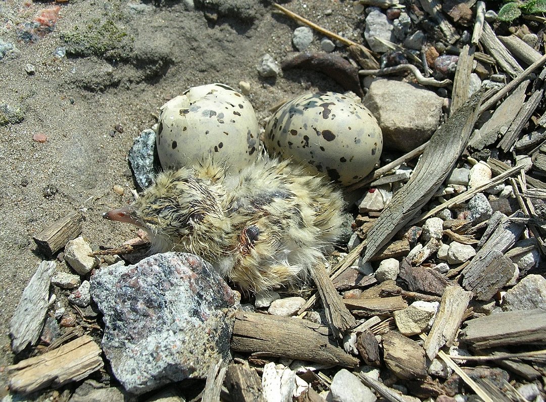 Mazais zīriņš (Sternula albifrons).