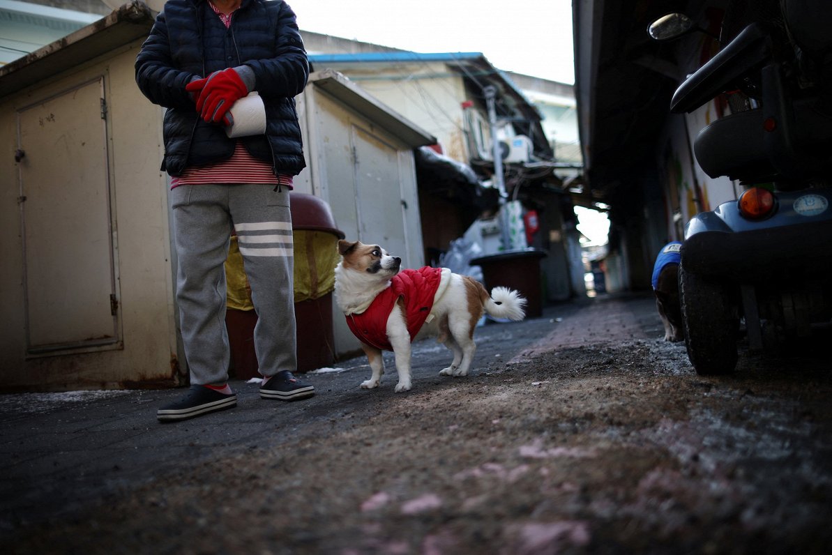 Cilvēk ar suni Seulas ielās.
