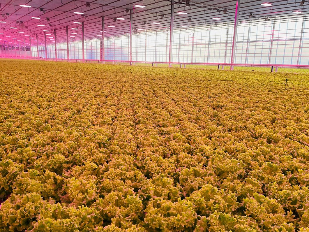 Jaunā siltumnīca salātu audzēšanai Jaunmārupē