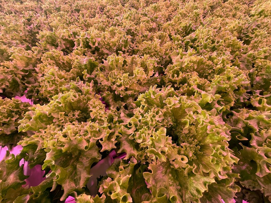Jaunā siltumnīca salātu audzēšanai Jaunmārupē