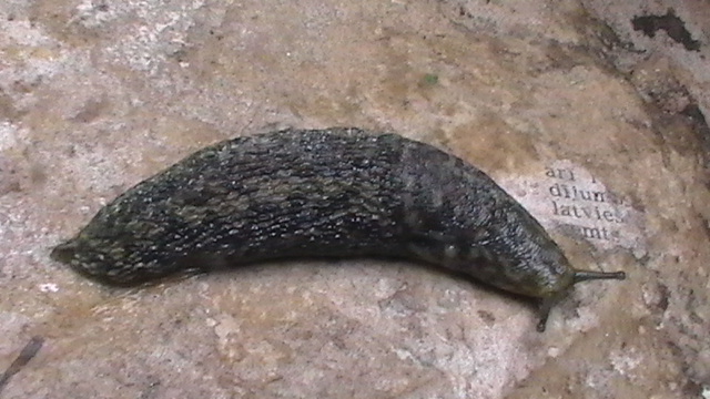 Zaļganais kailgliemezis (Limacus maculatus).