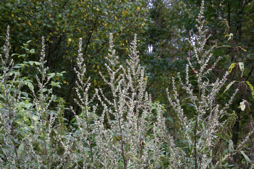Vībotne (Artemisia)