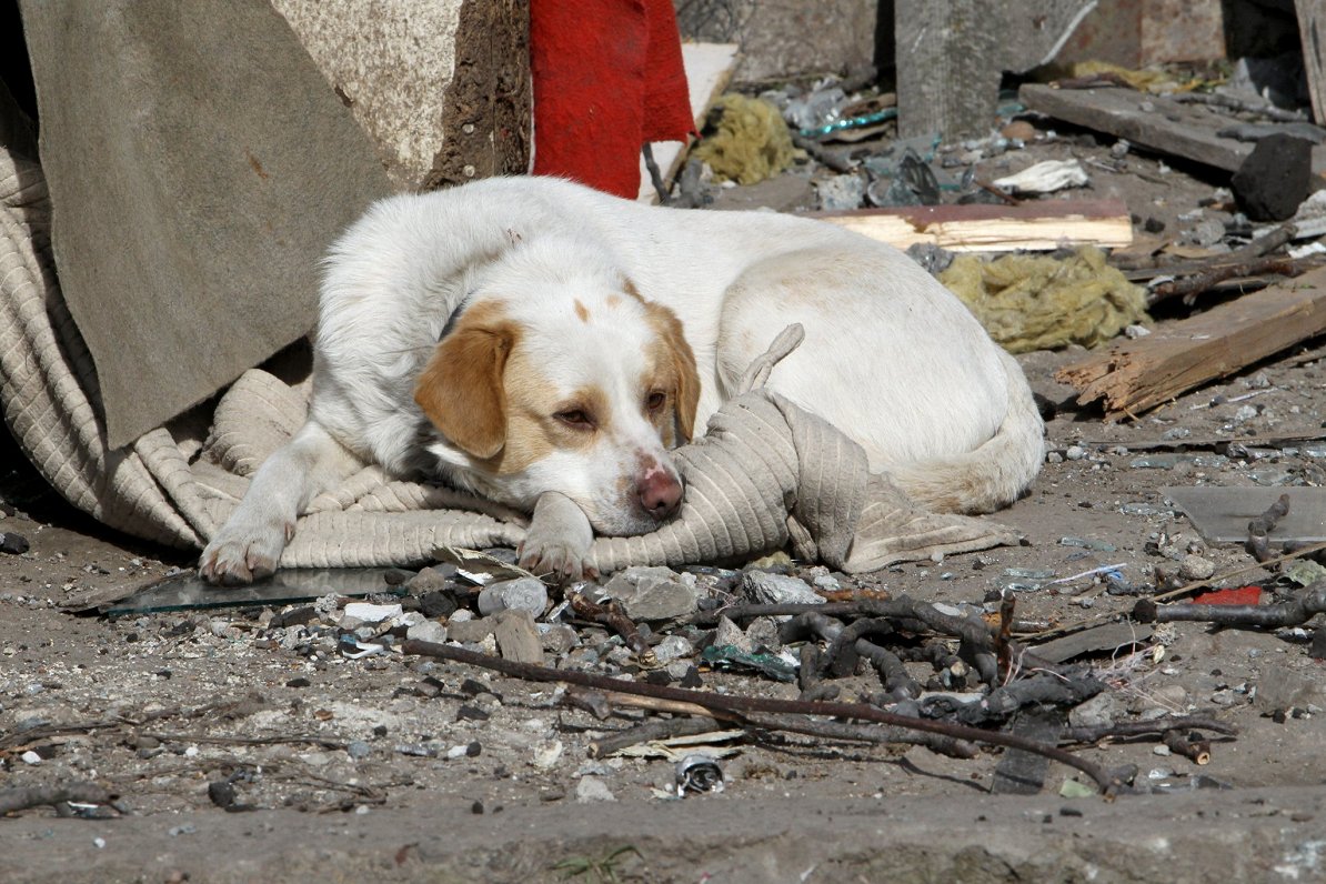 Suns nama drupās pēc Krievijas armijas uzbrukuma Dnipro.