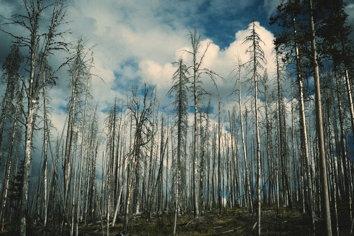 Foest affected by eight-toothed bark beetle
