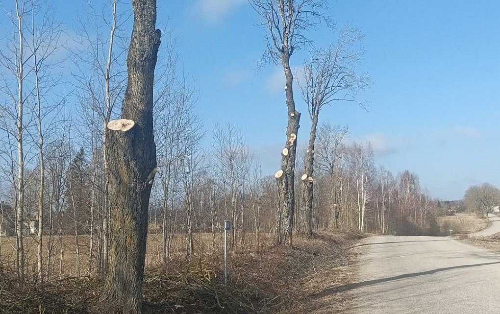 Patvaļīgi apzāģētie koki Valmieras novadā