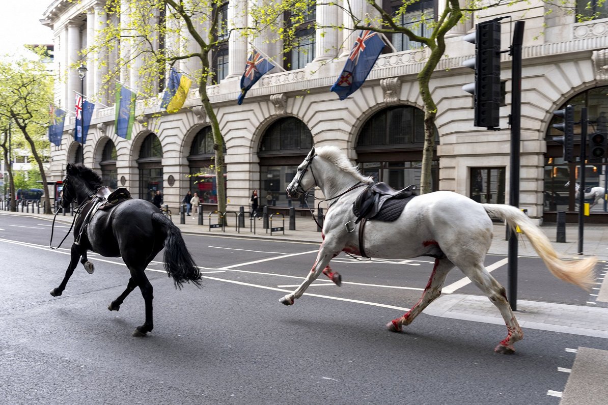 Londonas centrā izbēguši armijas zirgi ievaino četrus cilvēkus