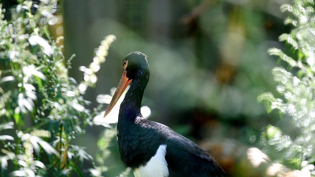 Kā dzīvsudrabs nonācis melnajos stārķos? Pētnieki kā galveno iemeslu min zivju diētu