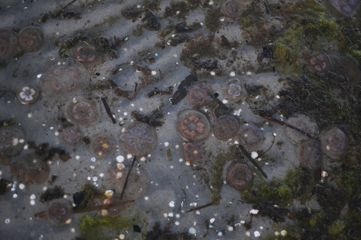 Krastā izskalotās medūzas