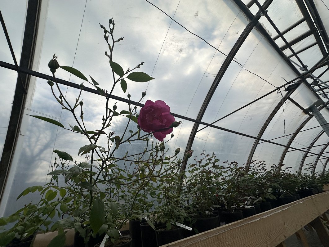 Rožu stādu audzētava “Stūru rozes”