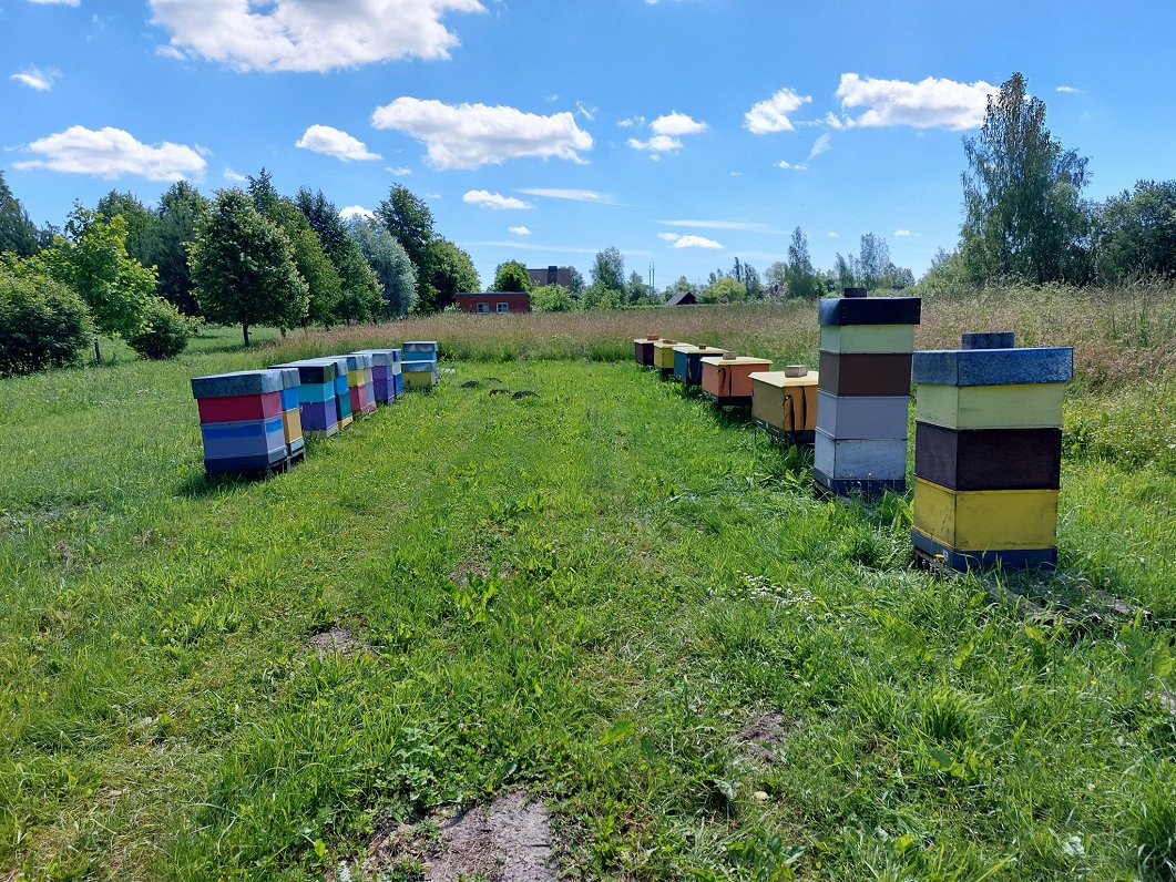 Biškopja Jāņa Liepnieka bišu stropi.