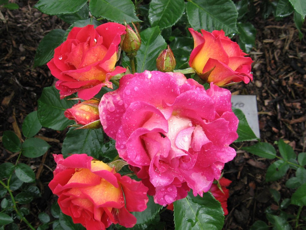 SIA &quot;Ārītes&quot;, audzē 600 rožu šķirnes un jūlijā rīkos Sēlijas rožu svētkus.