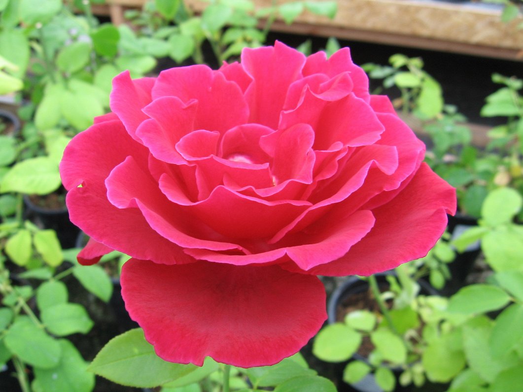 SIA &quot;Ārītes&quot;, audzē 600 rožu šķirnes un jūlijā rīkos Sēlijas rožu svētkus.