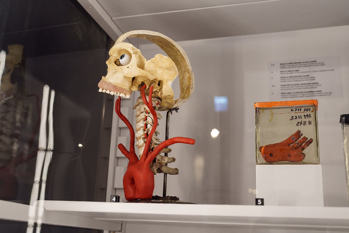 RSU Anatomy Museum, Rīga