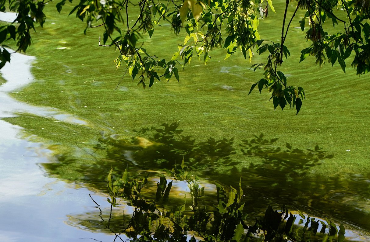 Pilsētas kanālā savairojušās zilaļģes.