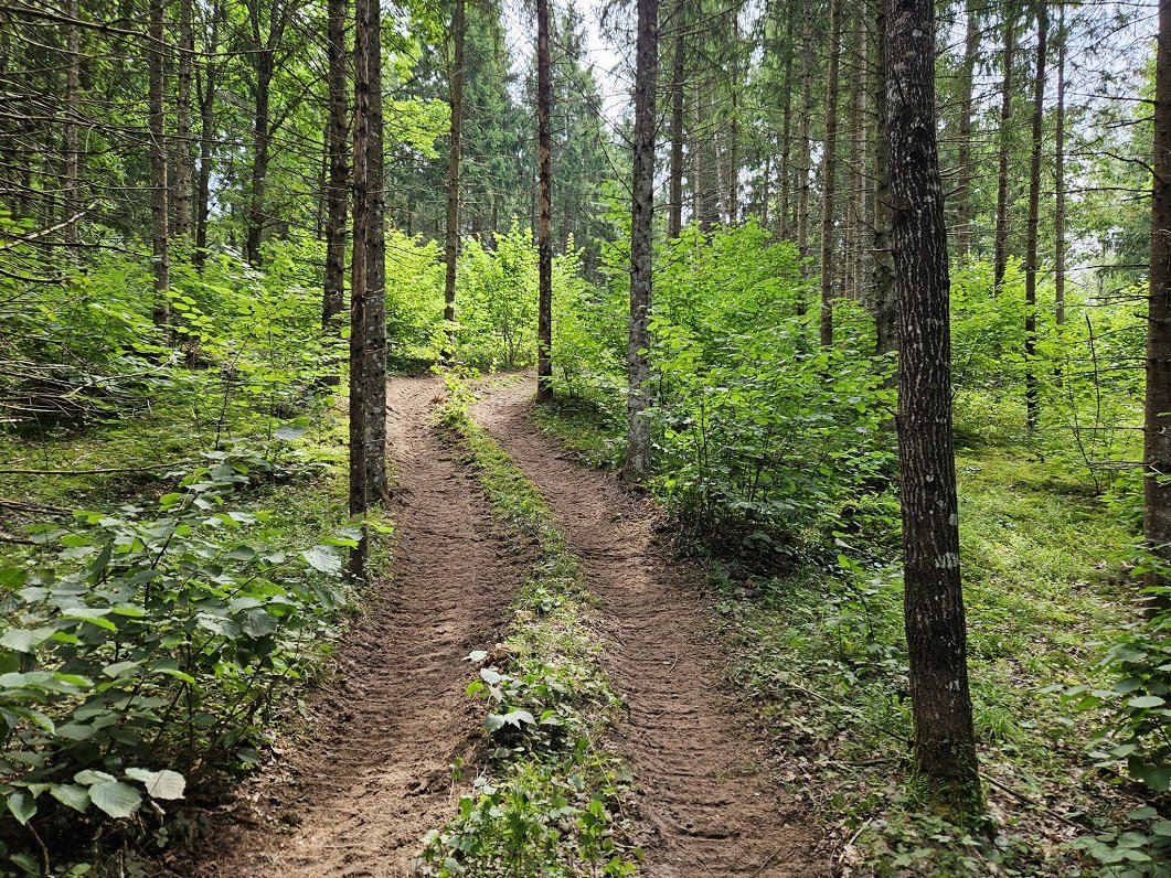 Mežistrāde Pokaiņu mežā