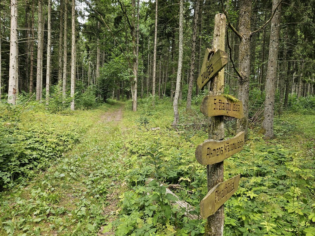 Pokaiņu mežs