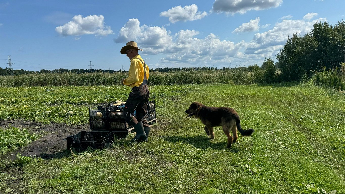 Andreja Kondratjuka meloņu un arbūzu audzētava.