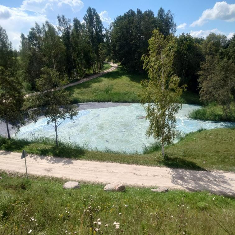 Сине-зеленые водоросли в Даугаве у Даугмале под Ригой. 08.08.2024