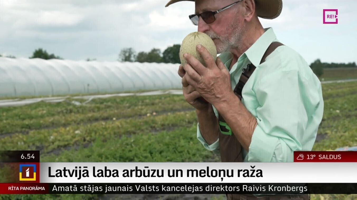 Arbūzs Latvijā šogad aug bagātīgi / Raksts