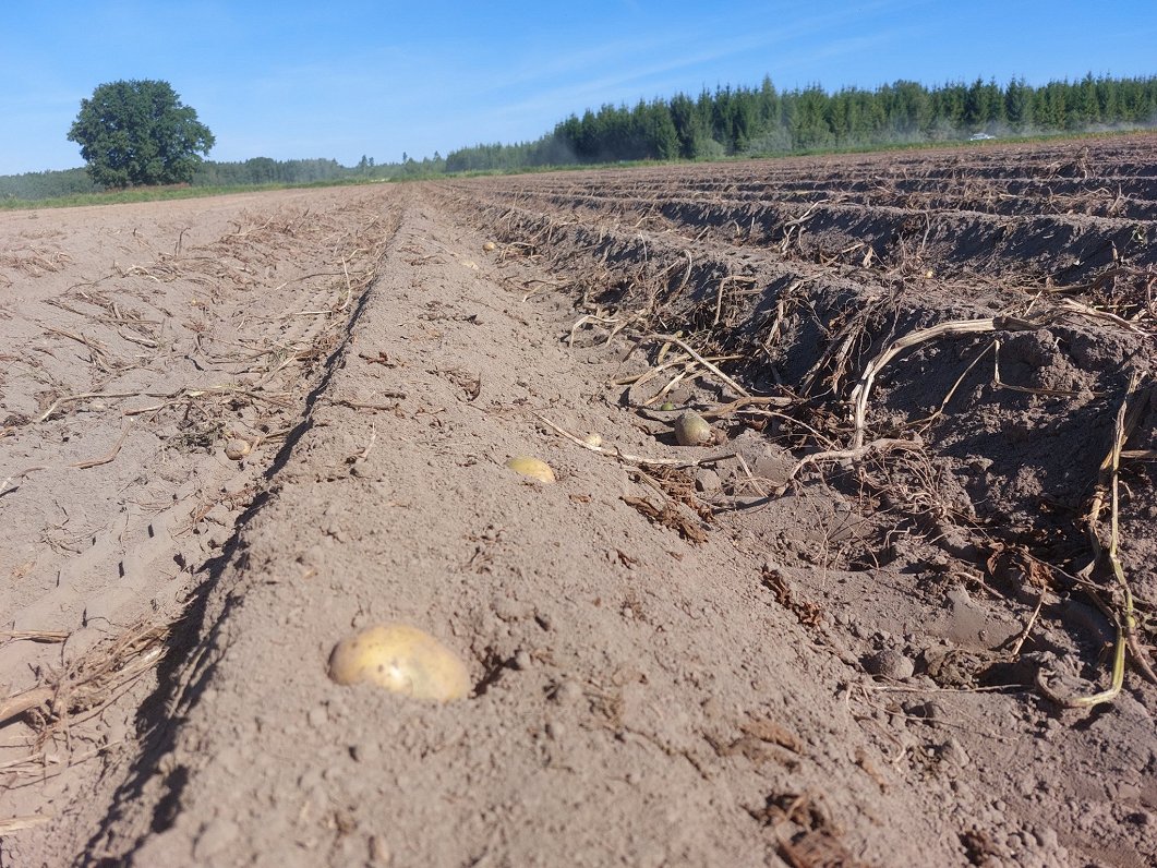 Zemnieku saimniecības &quot;Baltiņi&quot; kartupeļu lauki Skaistkalnes pagastā.