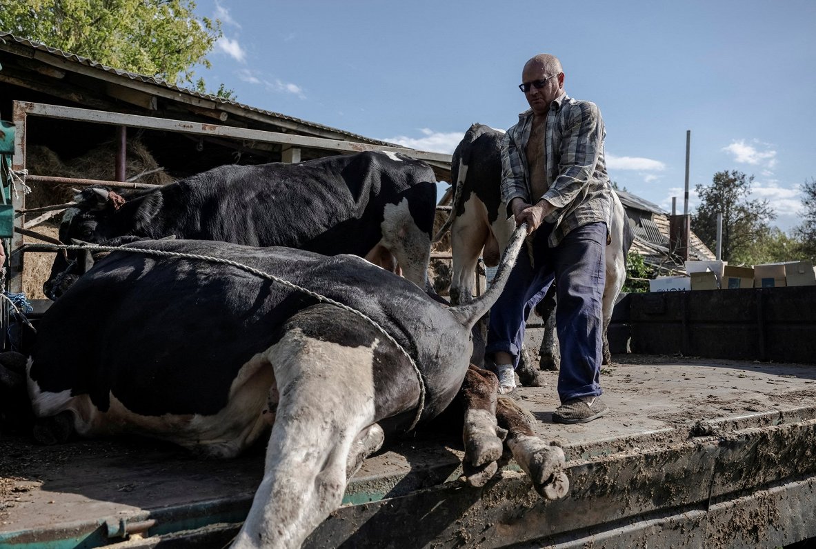 После налета. Коровы, живые и мертвые. Украина, Сумская область, снимок сделан 11.08.2024, распростр...