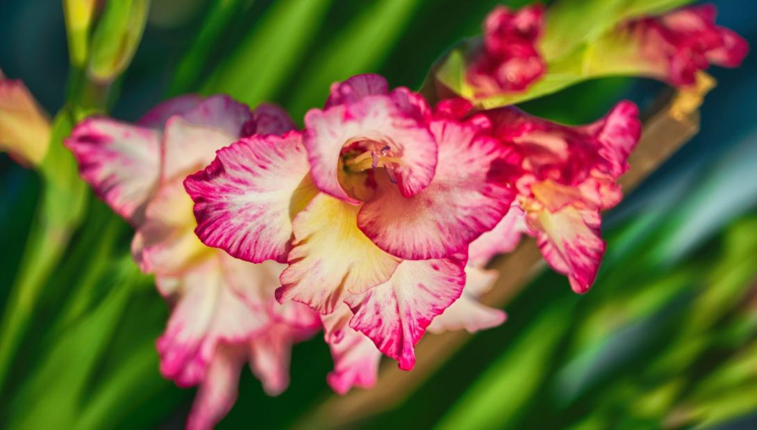 Gladiolas