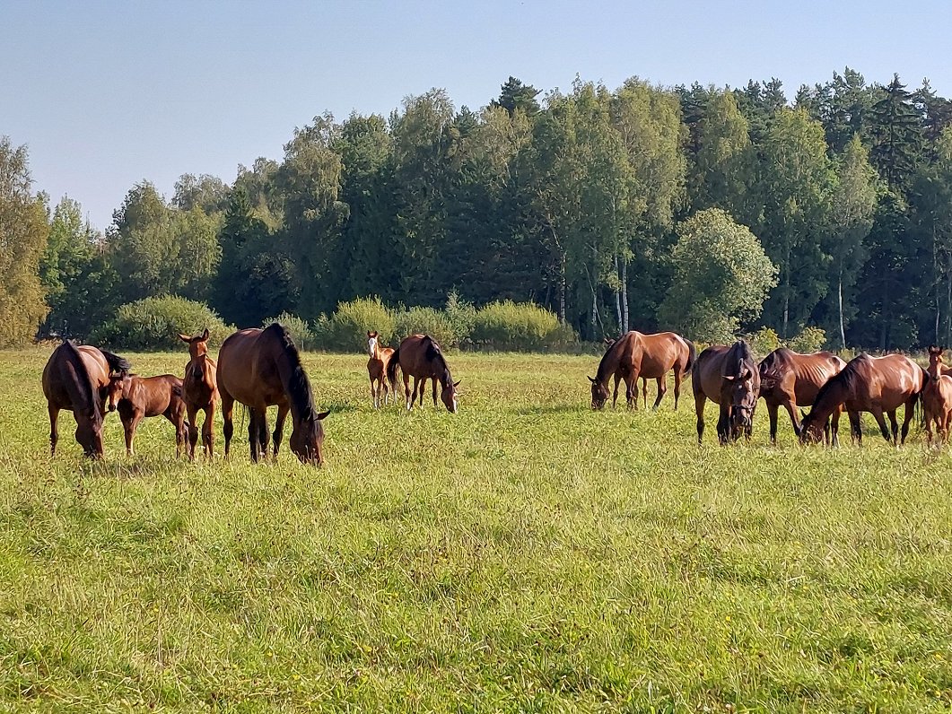 Zirgu audzētava &quot;Princis&quot; Jelgavas novada Brankās.