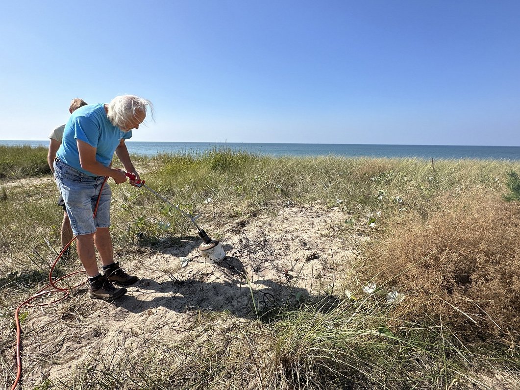 Cīņa ar invazīvo krokaino rozi Ziemupes kāpās.