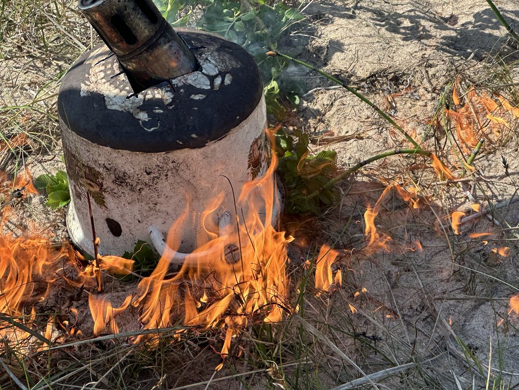 Cīņa ar invazīvo krokaino rozi Ziemupes kāpās.