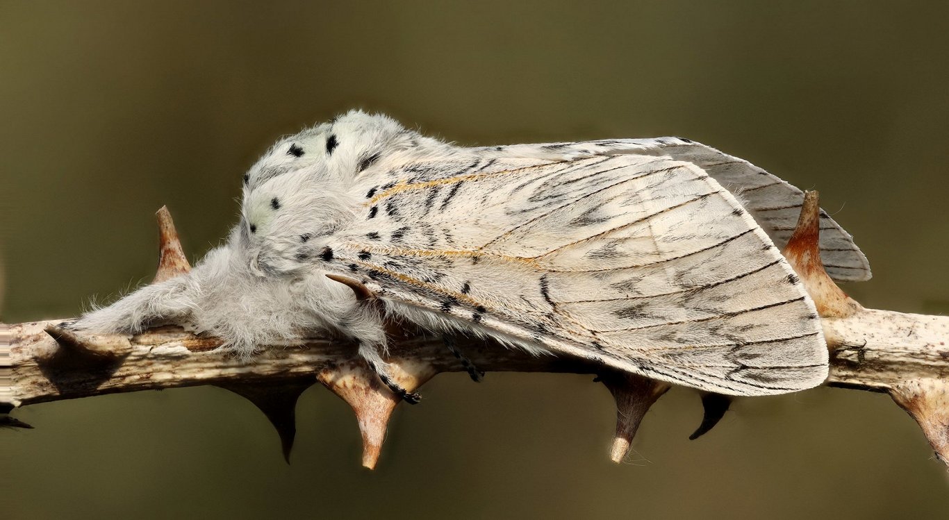 Pelēkā dakšaste.