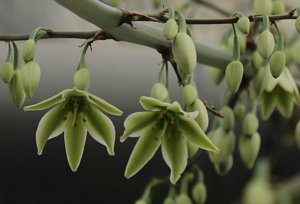 Sello furkreja (Furcraea selloa)