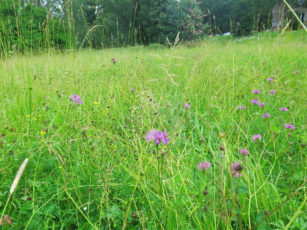 Pilsētas pļava pie Velnezera Juglā.