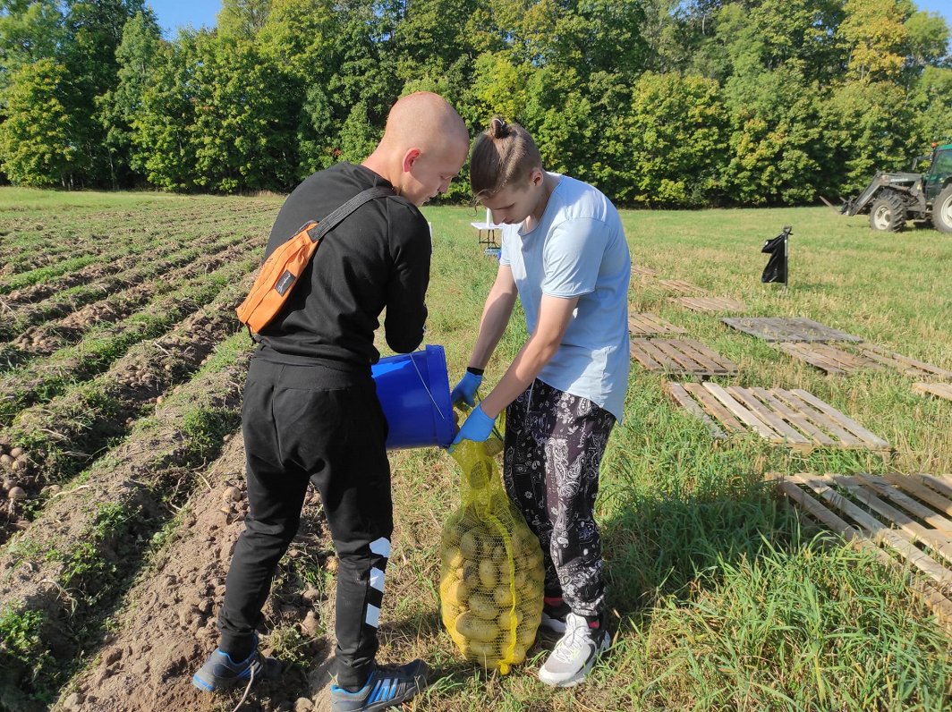 Kartupeļu talka Malnavas koledžā, 2024.