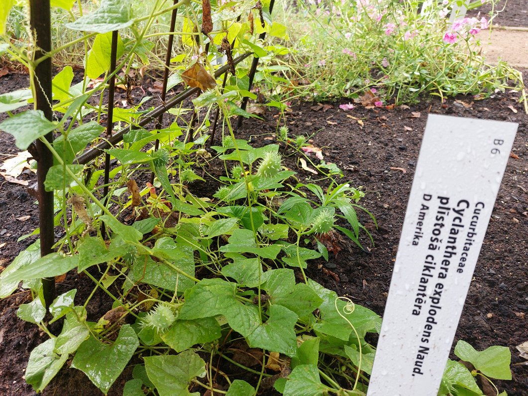 Jaunas ekspozīcijas Latvijas Universitātes Botāniskajā dārzā.