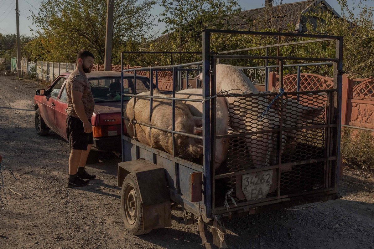 Frontes tuvumā esoša ciema iedzīvotājs evakuē mājlopus uz drošāku vietu. Vuledara, Ukraina.