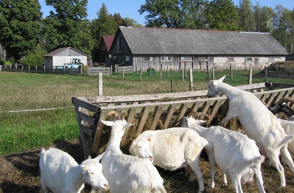 Līgas Kozakas saimniecība.